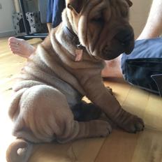 Shar pei Buller