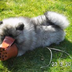 Keeshond Vilma