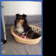 Shetland sheepdog Macons Stilo