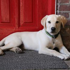 Labrador retriever Max