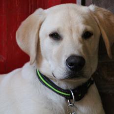 Labrador retriever Max