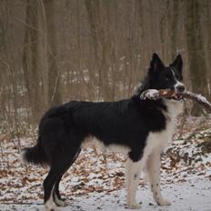 Border collie Vader