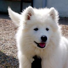 Samojedhund Arctic