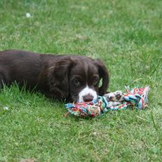 Field Trial Cockerspaniel Spilops Donphan Dagmar