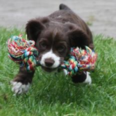 Field Trial Cockerspaniel Spilops Donphan Dagmar