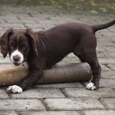 Field Trial Cockerspaniel Spilops Donphan Dagmar