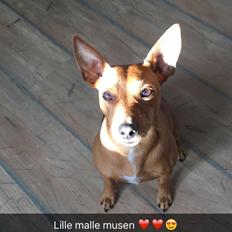 Dvaergpinscher Malle
