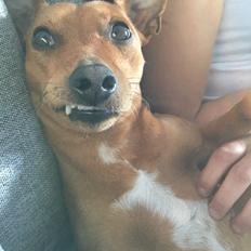 Dvaergpinscher Malle