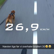 Dvaergpinscher Malle