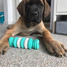 Mastiff Thorkild (død 2023)