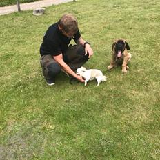 Mastiff Thorkild (død 2023)