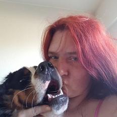 Berner sennenhund bayley