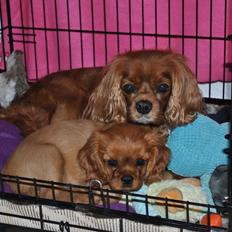 Cavalier king charles spaniel Cavakikki's Viol