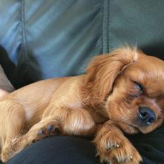 Cavalier king charles spaniel Cavakikki's Viol