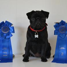 Mops Jeaken's Black Eya