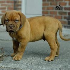 Dogue de bordeaux Jax<3