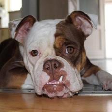 Olde english bulldogge MightyBulldogs Golden Faith