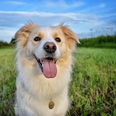Border collie Zecara's Funky Diva (Himmelhund)