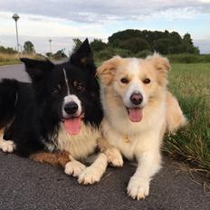 Border collie Zecara's Funky Diva (Himmelhund)