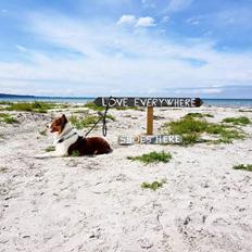 Border collie Max [himmelhund]