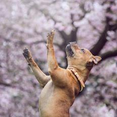 Staffordshire bull terrier Joddricks Peace Train - Karma