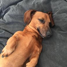 Dværggravhund Chap (Adonis)