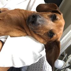 Dværggravhund Chap (Adonis)