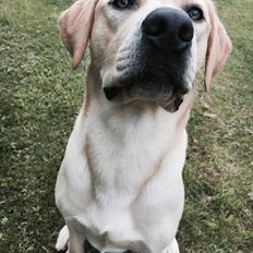 Labrador retriever WALTHER