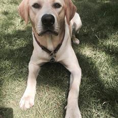 Labrador retriever WALTHER