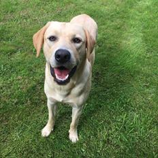 Labrador retriever WALTHER
