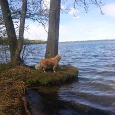 Golden retriever Filippa aka Alma