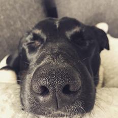 Dansk svensk gaardhund Balder 