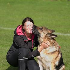 Schæferhund Vestegnens Vita HIMMEL HUND