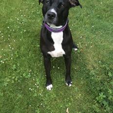 Blanding af racer Laura