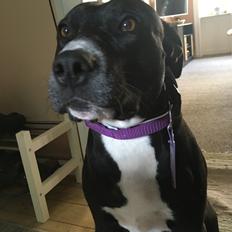 Blanding af racer Laura