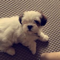 Lhasa apso Milo