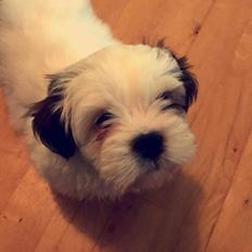 Lhasa apso Milo