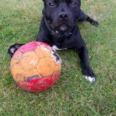 Staffordshire bull terrier Zigo "Ninja Staff"