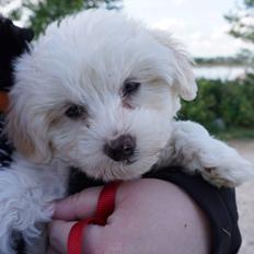 Blanding af racer Sophie