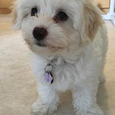 Blanding af racer Sophie