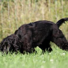 Field Trial Cockerspaniel Aske