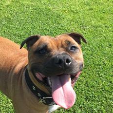 Staffordshire bull terrier Aya