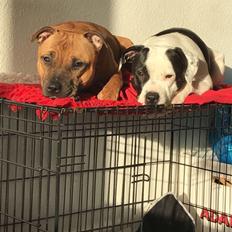 Staffordshire bull terrier Aya