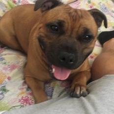 Staffordshire bull terrier Aya