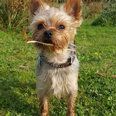 Yorkshire terrier Theo
