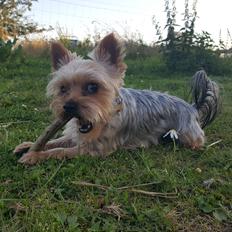 Yorkshire terrier Theo