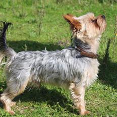 Yorkshire terrier Theo