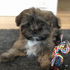 Shih tzu Alfred