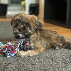 Shih tzu Alfred