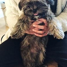 Shih tzu Alfred